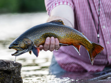 Brook Trout