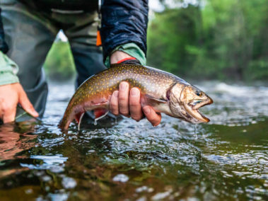 Rapid River Brook Trout