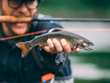 Brook Trout