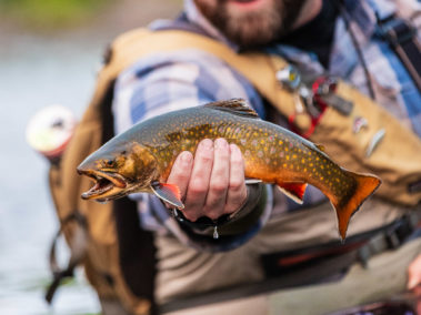 Brook Trout