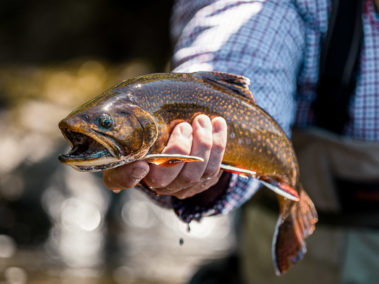 Maine Brook Trout