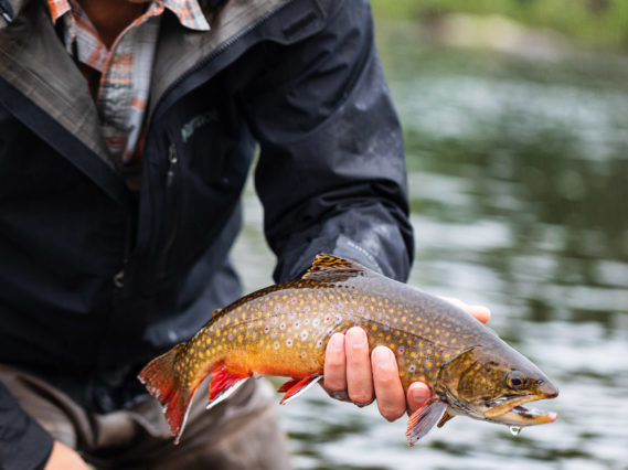 Fly Fishing Maine's Rapid River Eastbound and Trout