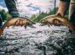 Rapid River Brook Trout