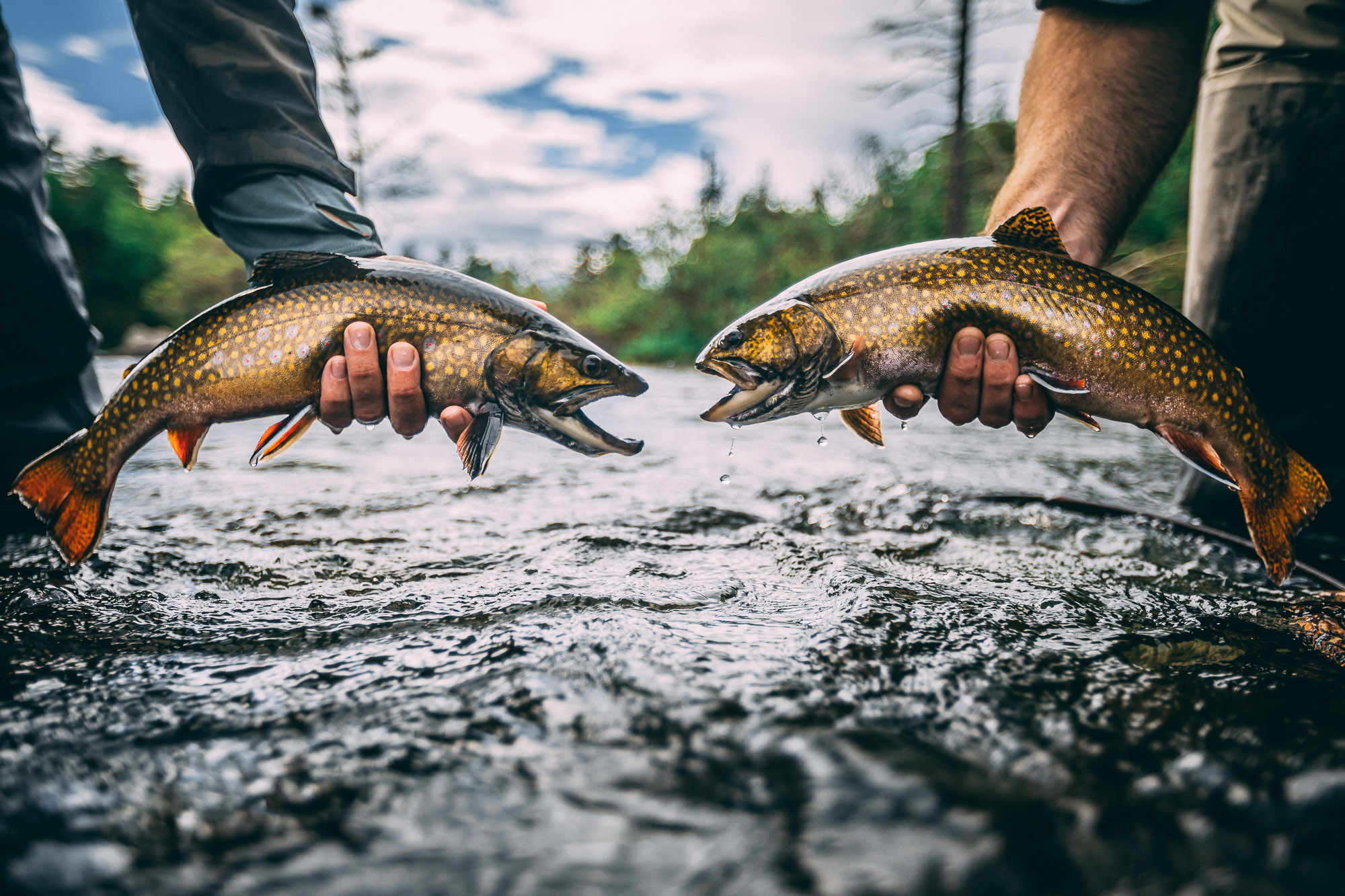 Fly Fishing for Rapid River Brook Trout - Fly Fisherman