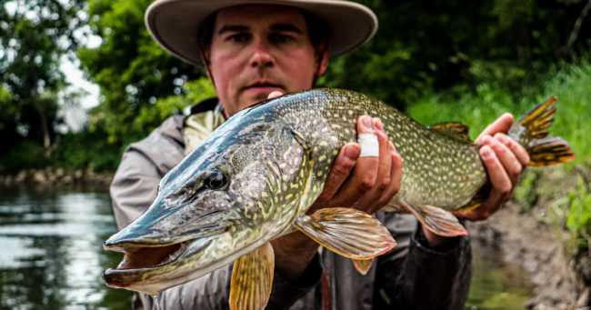 Choosing the Best Gear for Pike on the Fly Northern Pike