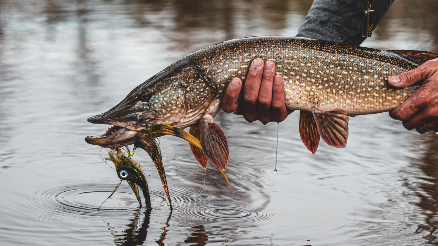 Pikewise Northern Pike Fly Fishing Eastbound and Trout