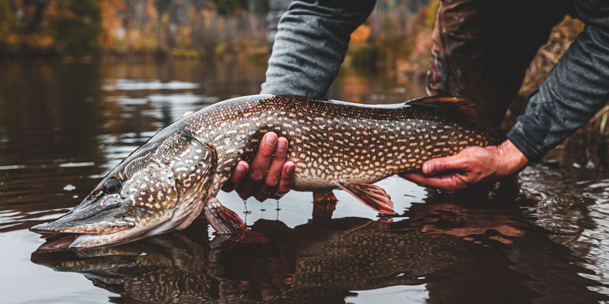 Fishing Adventures with Northern Pike Eastbound and Trout
